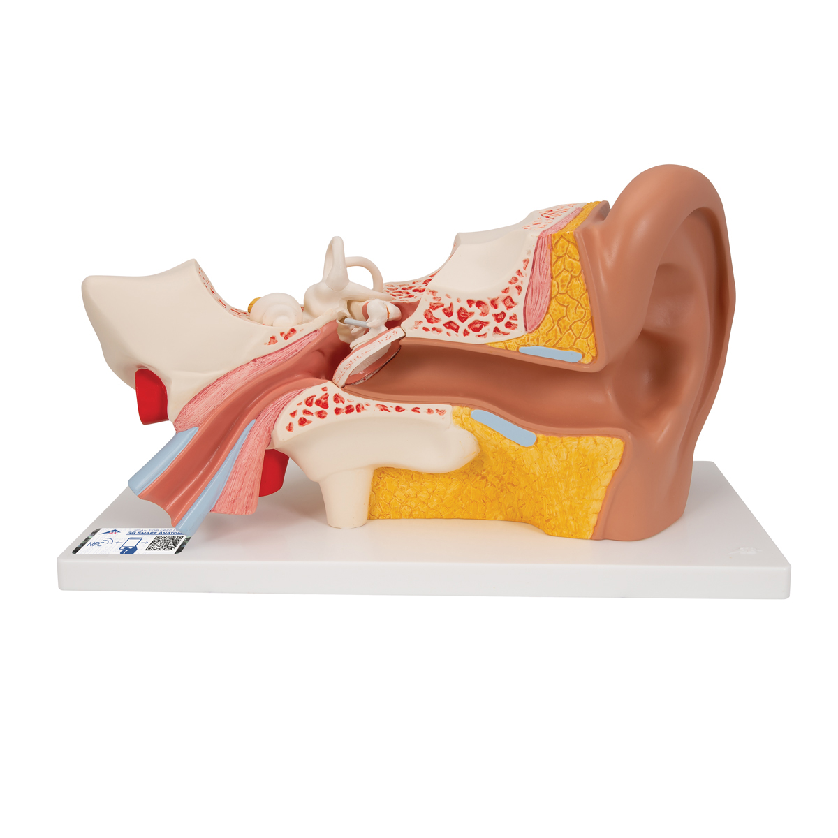 Modelo anatômico de ouvido 3D
